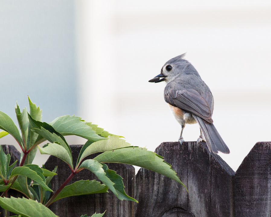 Tufted Titmouse with a sunflower seed