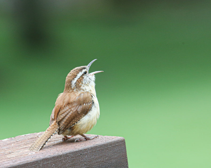 Singing Carolina Wren