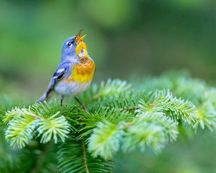Why Birds Sing