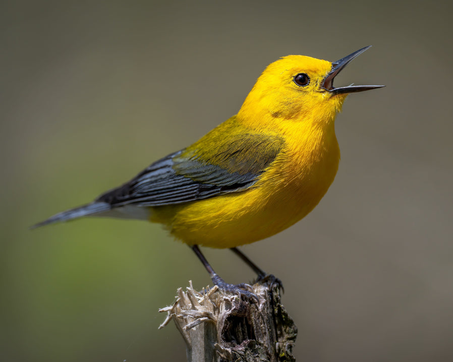 Singing Prothonotary Warbler