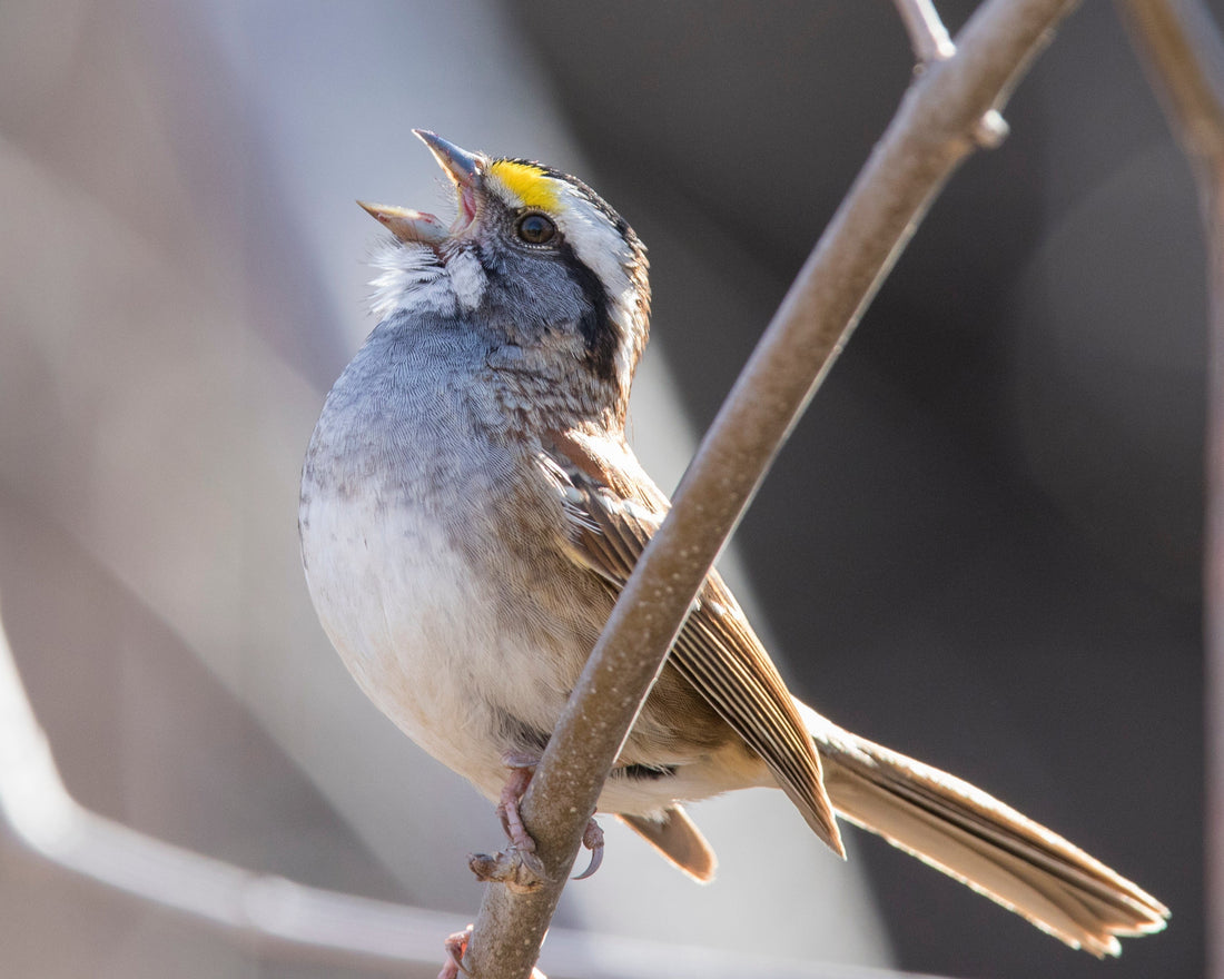 Singing White-throated Sparrow
