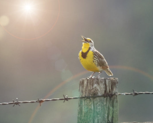 Meadowlark singing in the morning