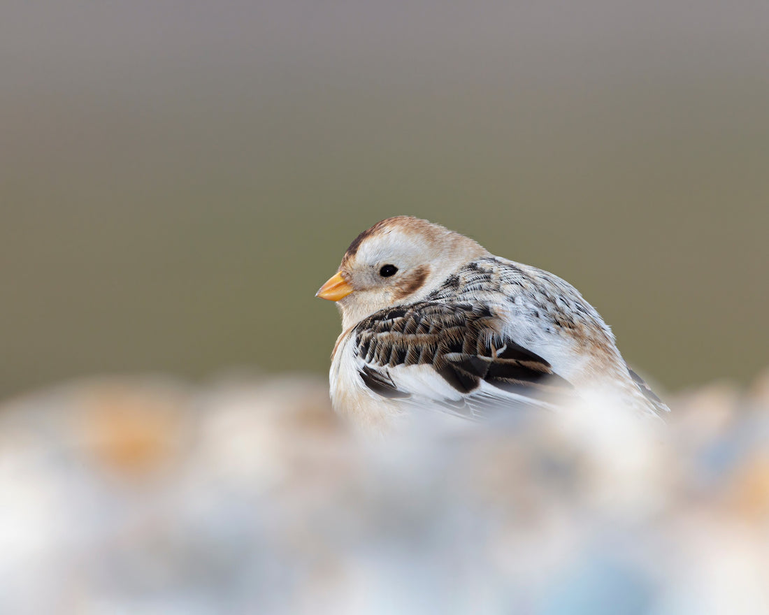 Nonbreeding male Snow Bunting 