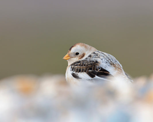 Nonbreeding male Snow Bunting 