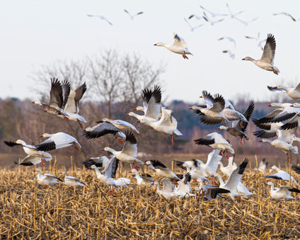 Migrating Snow Geese