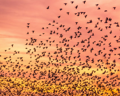 Birds' Social Networks
