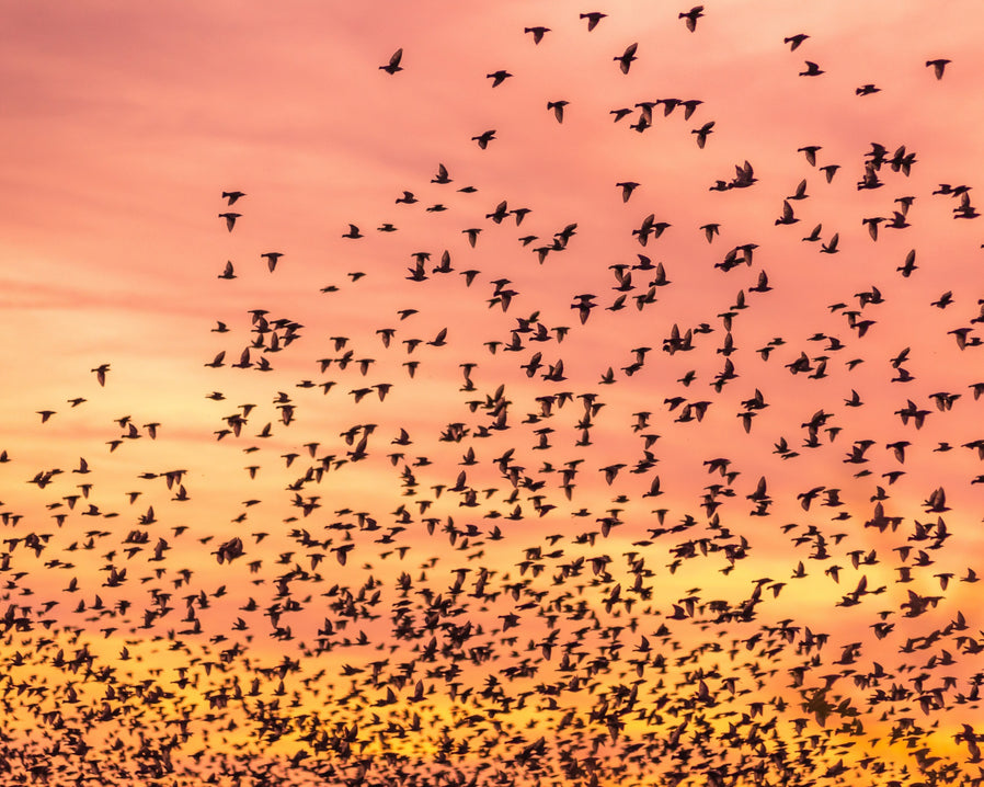 Birds taking off on their migratory journey at dusk