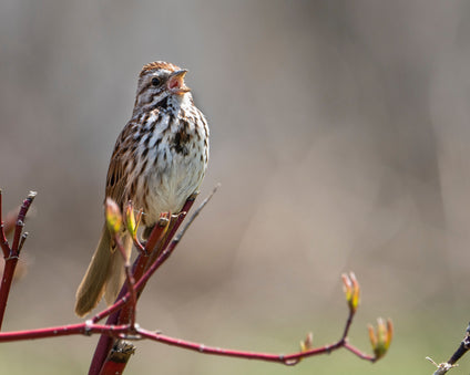 Singing Song Sparrow