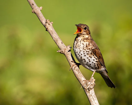 Song Thrush