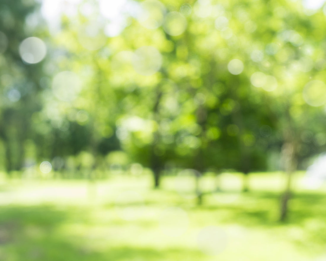 Blurry image of a backyard