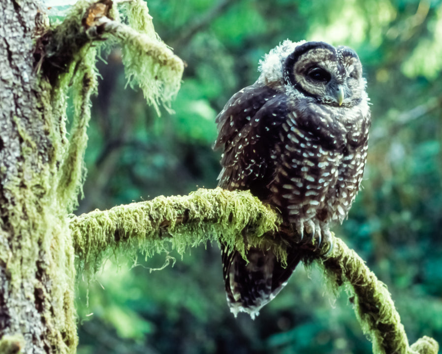 Image of Spotted Owl