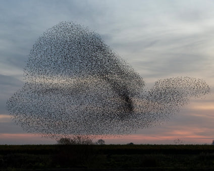 Starling Murmurations