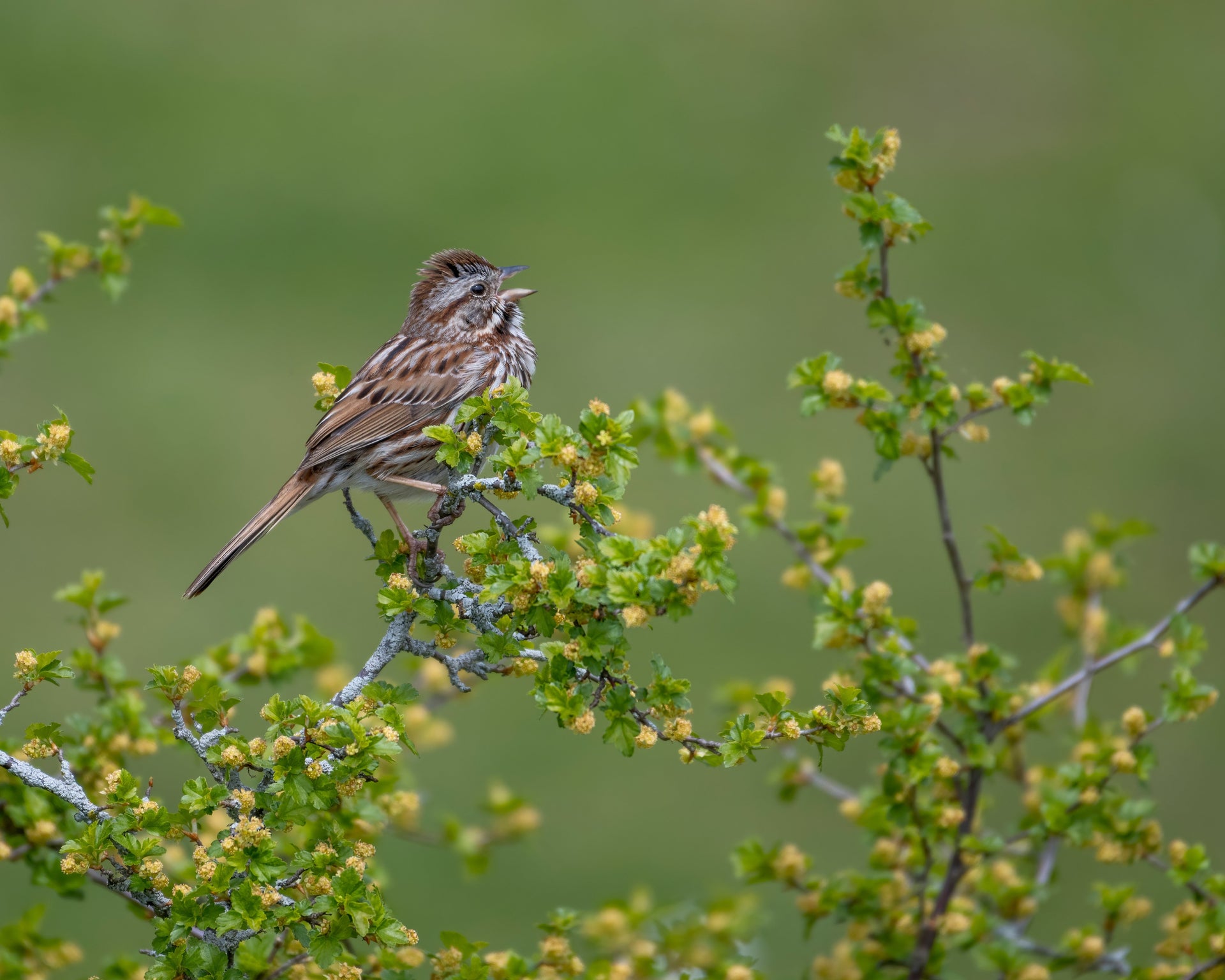 Bird singing among the summer brambles