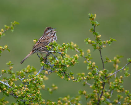 Bird singing among the summer brambles