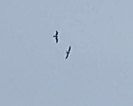 Swallow-tailed Kites