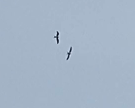 Swallow-tailed Kites