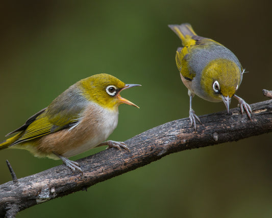 Singing birds