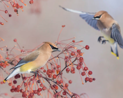 Waxwings on a bush with berries