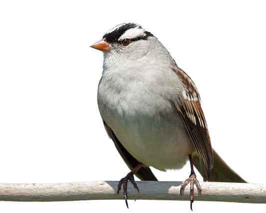 White-crowned Sparrow