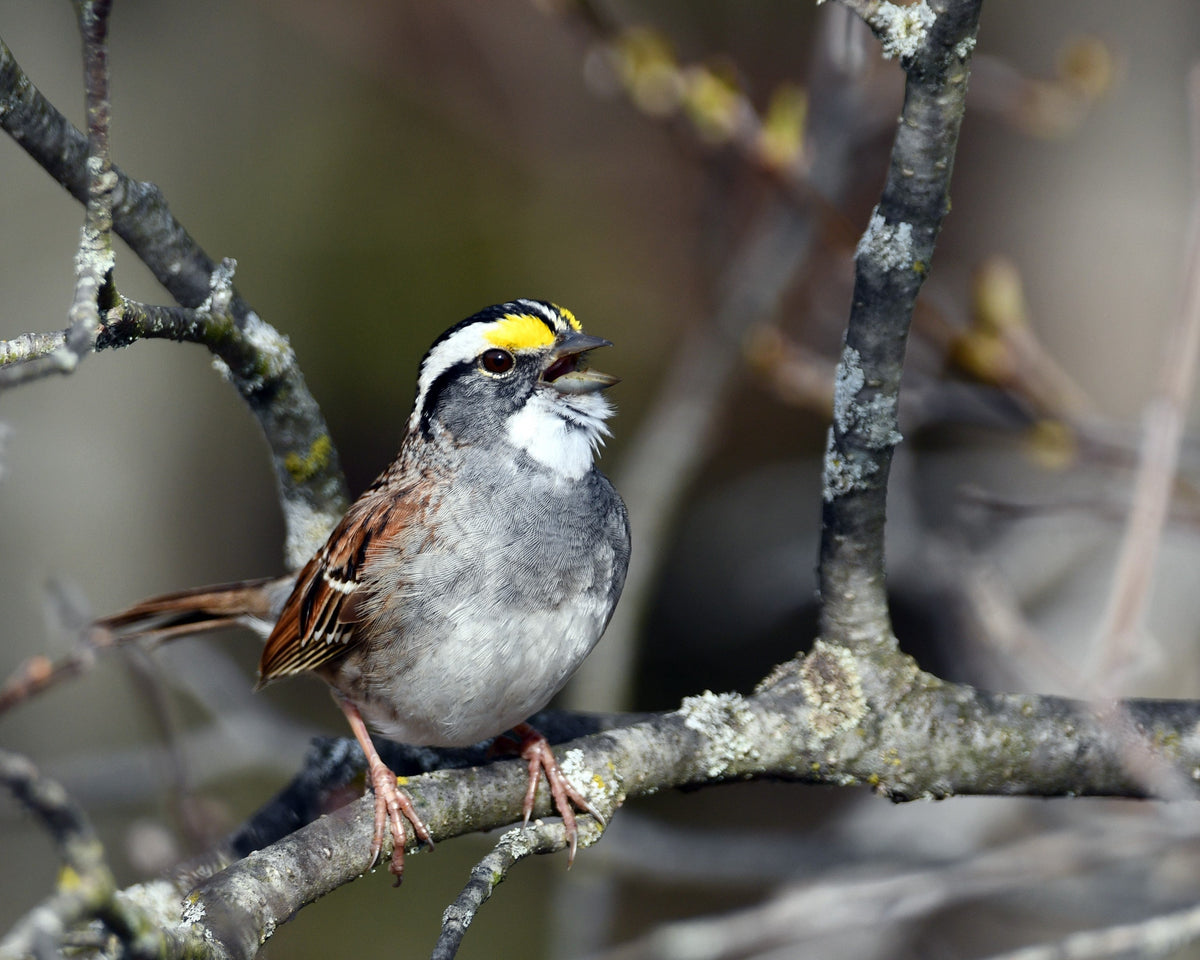 White-throated Sparrow