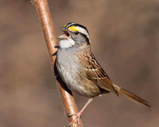 White-throated Sparrow