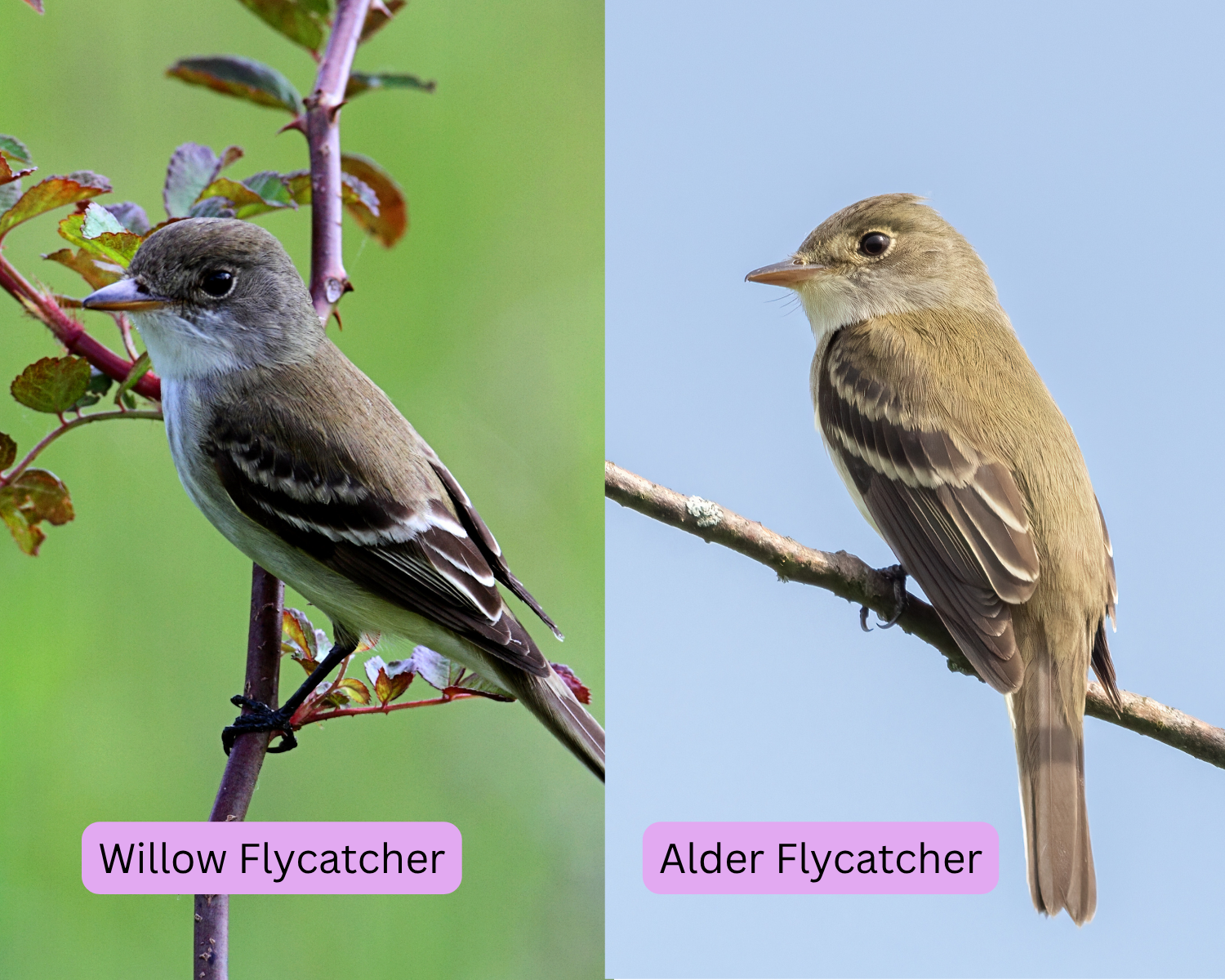 Willow Flycatcher and Alder Flycatcher
