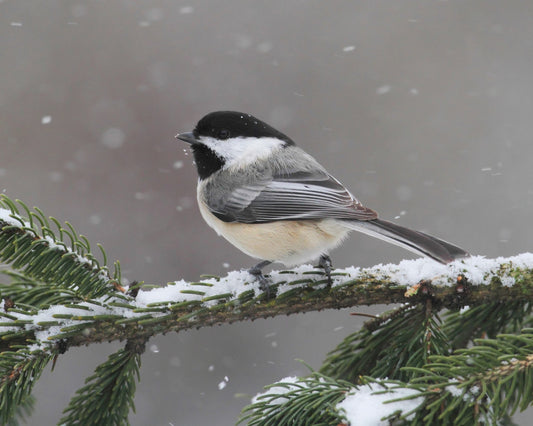 Chickadee in winter setting