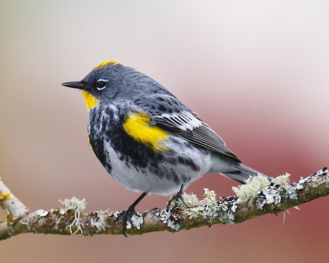 Yellow-rumped Warbler