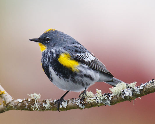 Yellow-rumped Warbler