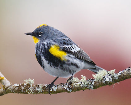 Yellow-rumped Warbler