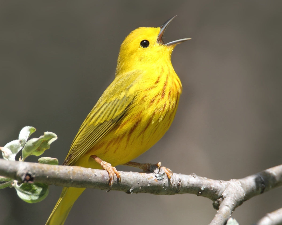 Yellow Warbler