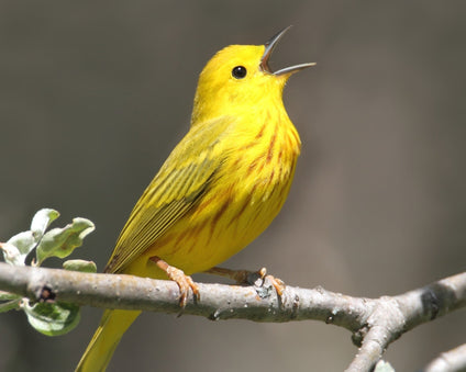 Yellow Warbler