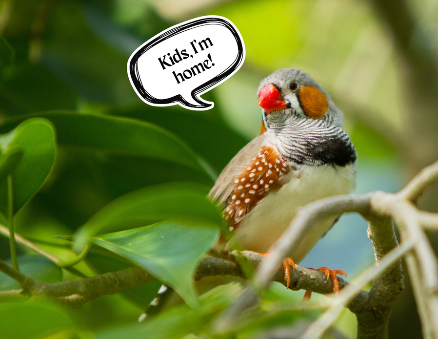 Zebra Finch