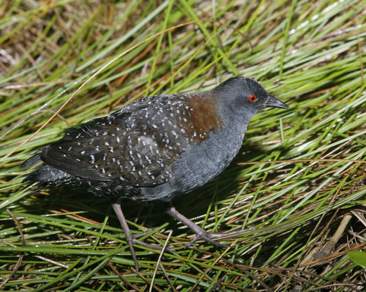 Black Rail