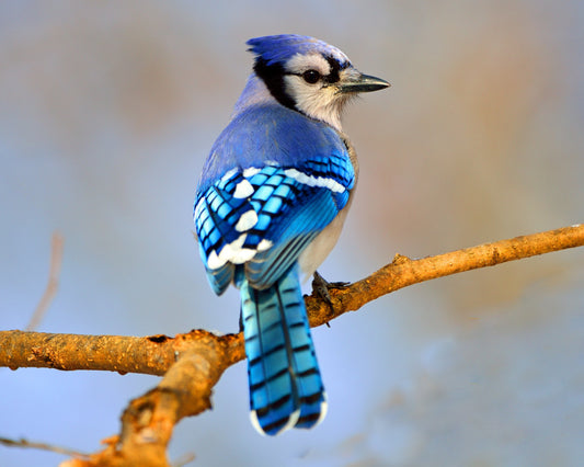 Blue Jay