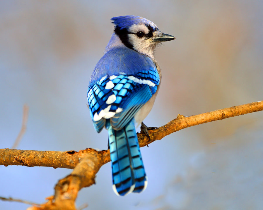 Blue Jay