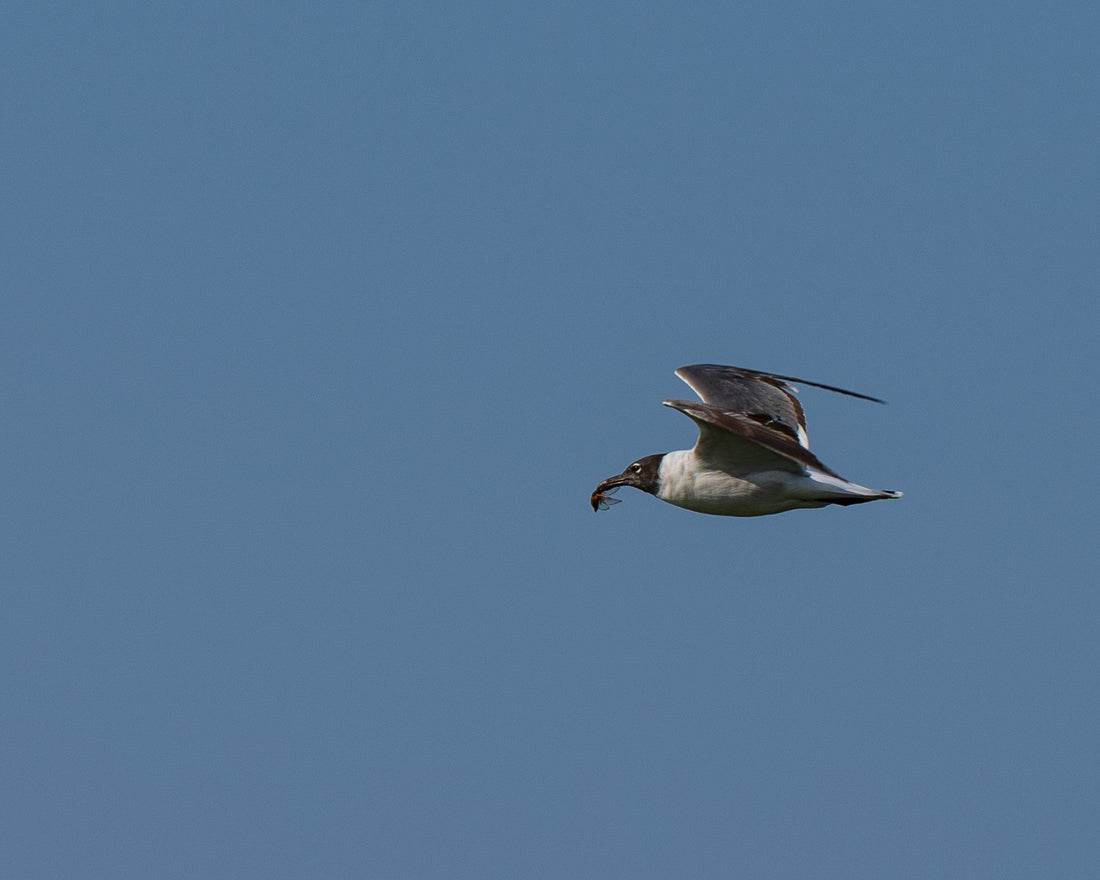 Seagull flying with captured cicada