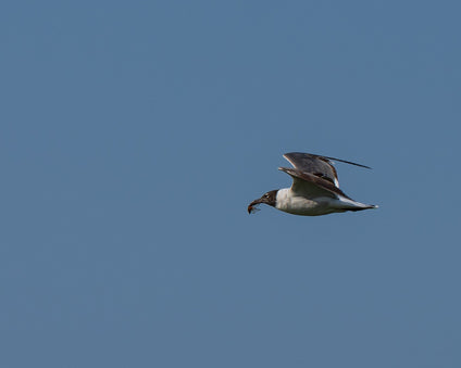 Seagull flying with captured cicada