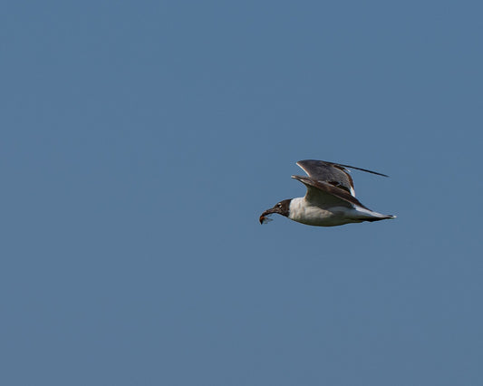 Seagull flying with captured cicada