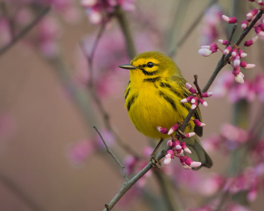 Prairie Warbler