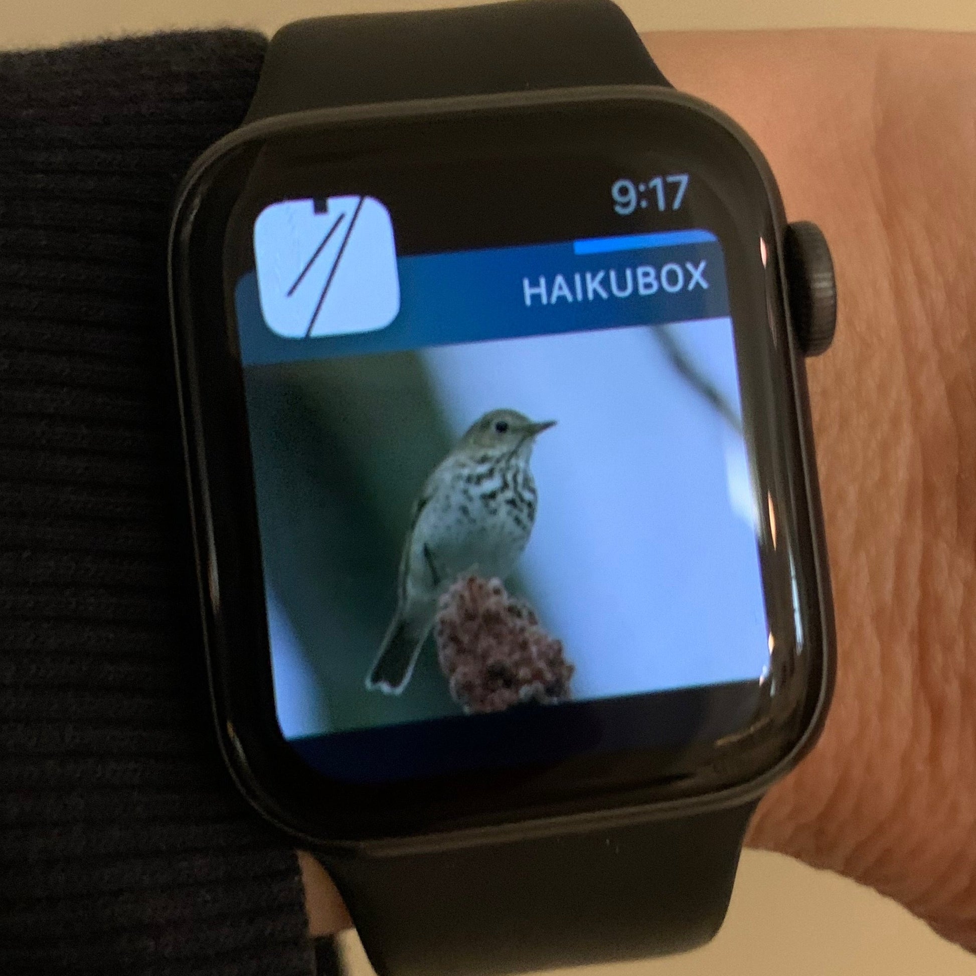 Haikubox bird alert on smartwatch
