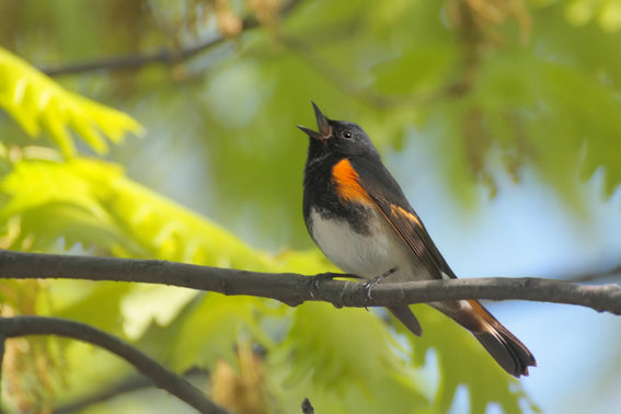 American Redstart singing 