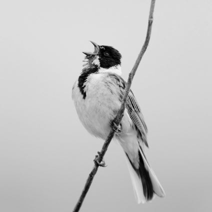 Singing Reed Bunting
