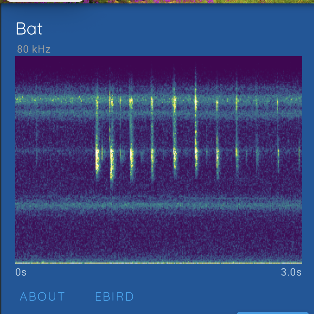 Haikubox 24/7 Bird & Bat Identifier