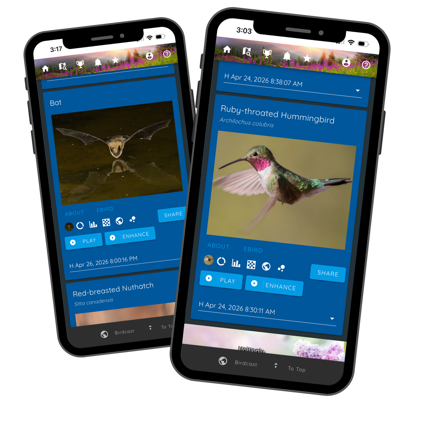 Haikubox 24/7 Bird & Bat Identifier
