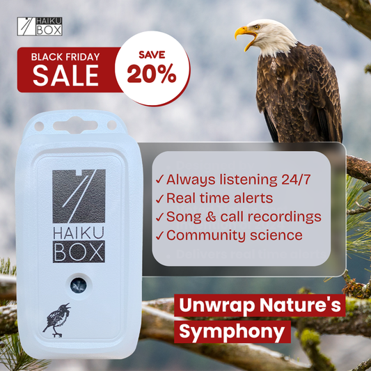 Haikubox + 1-year subscription