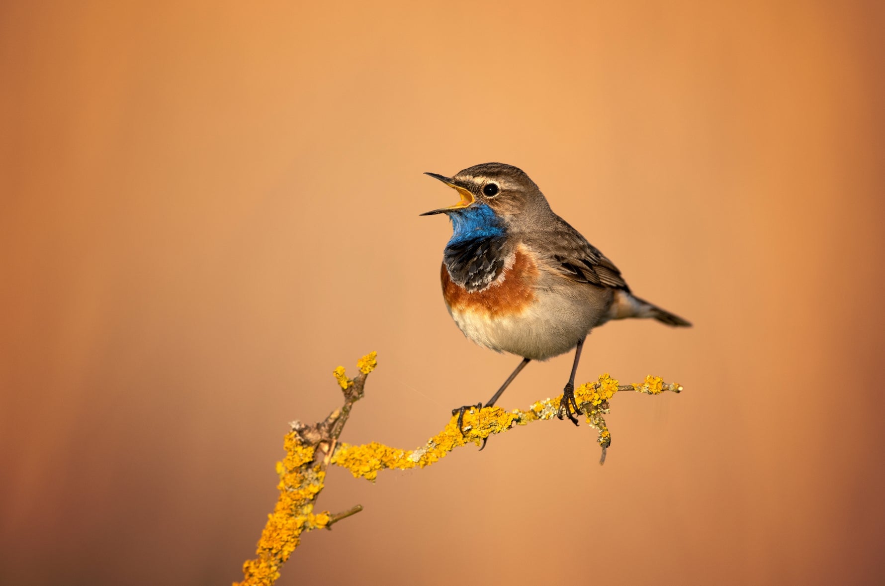 haikubox-bird-call-identifier-bird-song-recognition