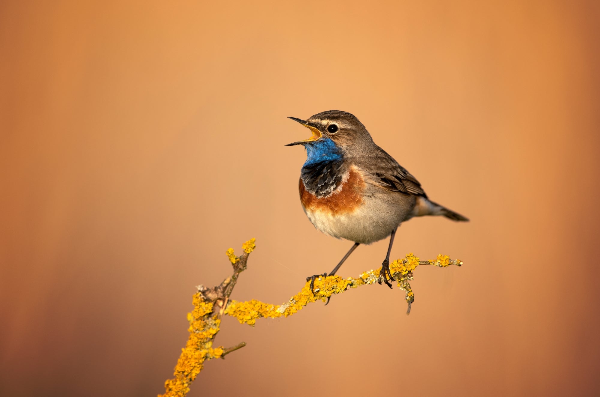 haikubox-bird-call-identifier-bird-song-recognition