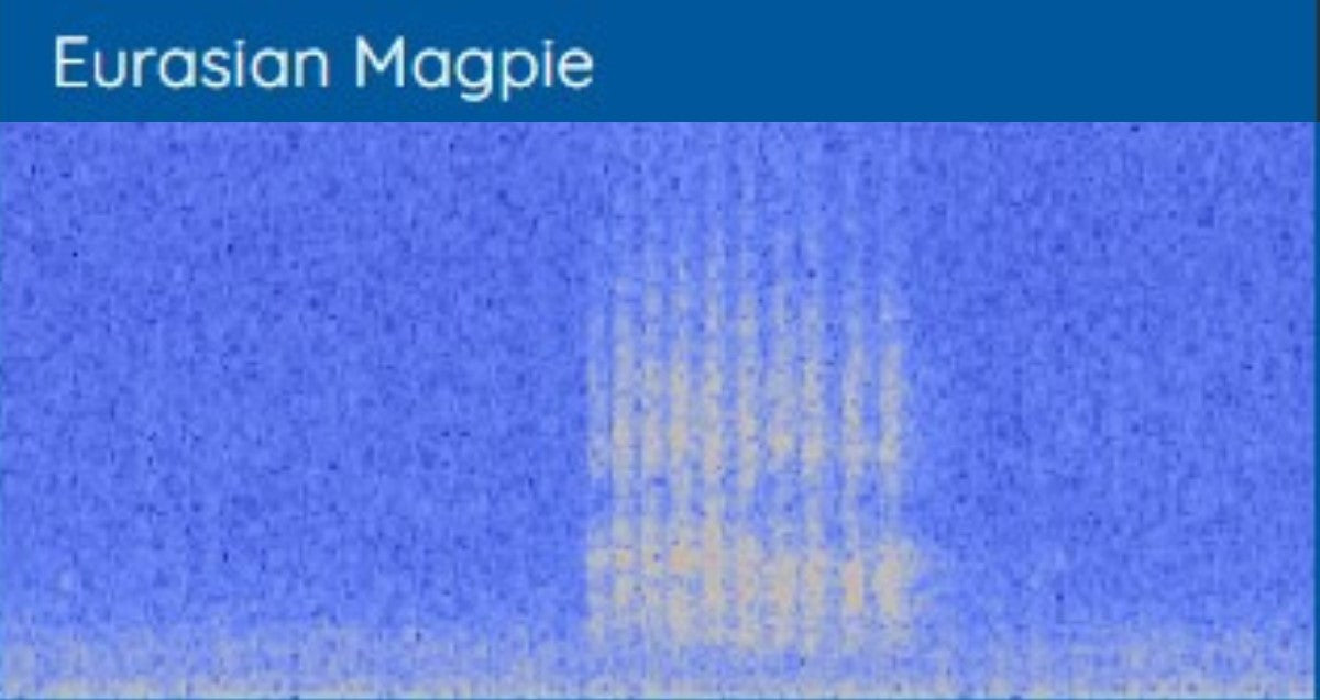 Spectrogram for the Eurasian Magpie