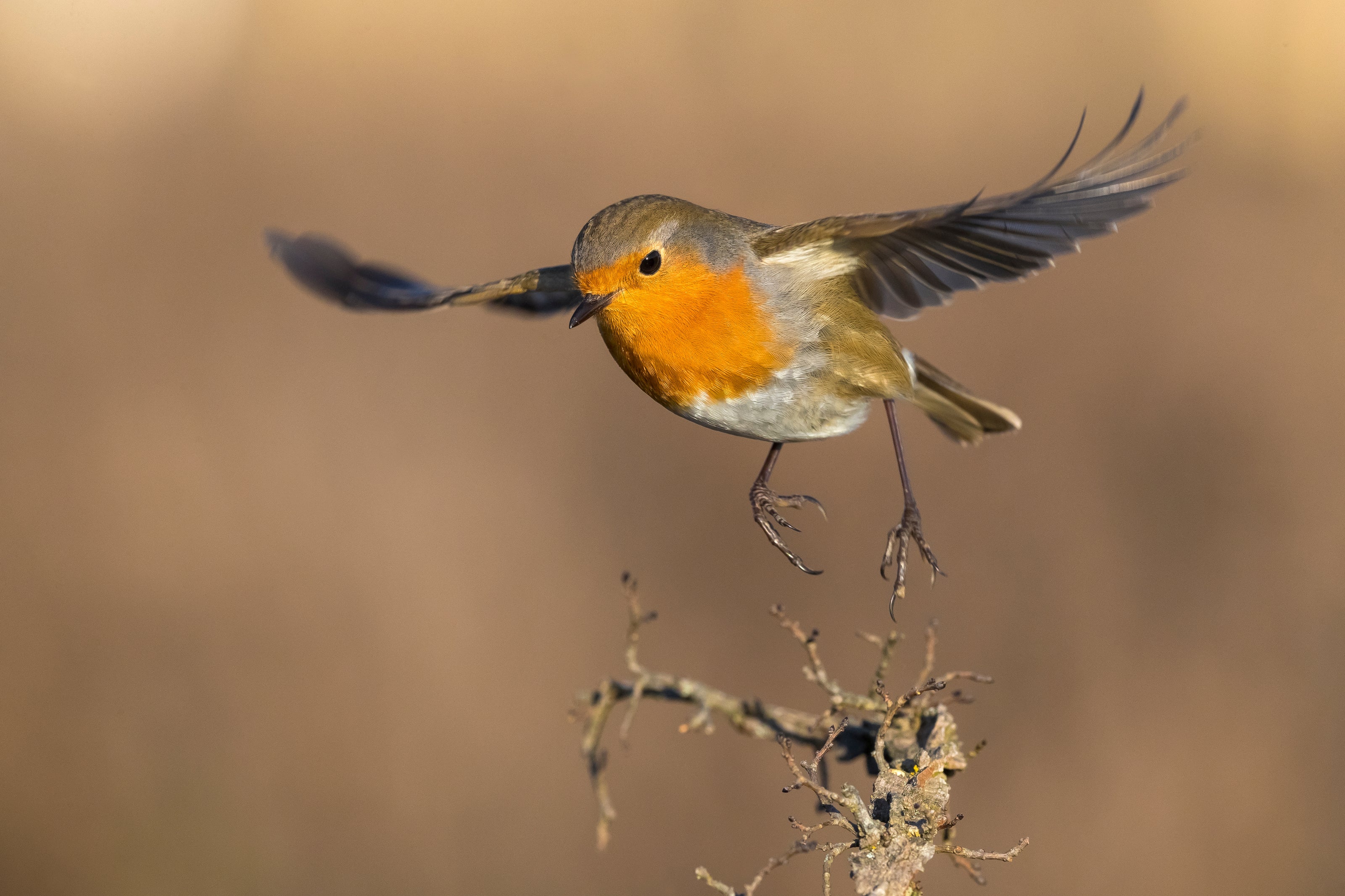 European Robin landing near its nest